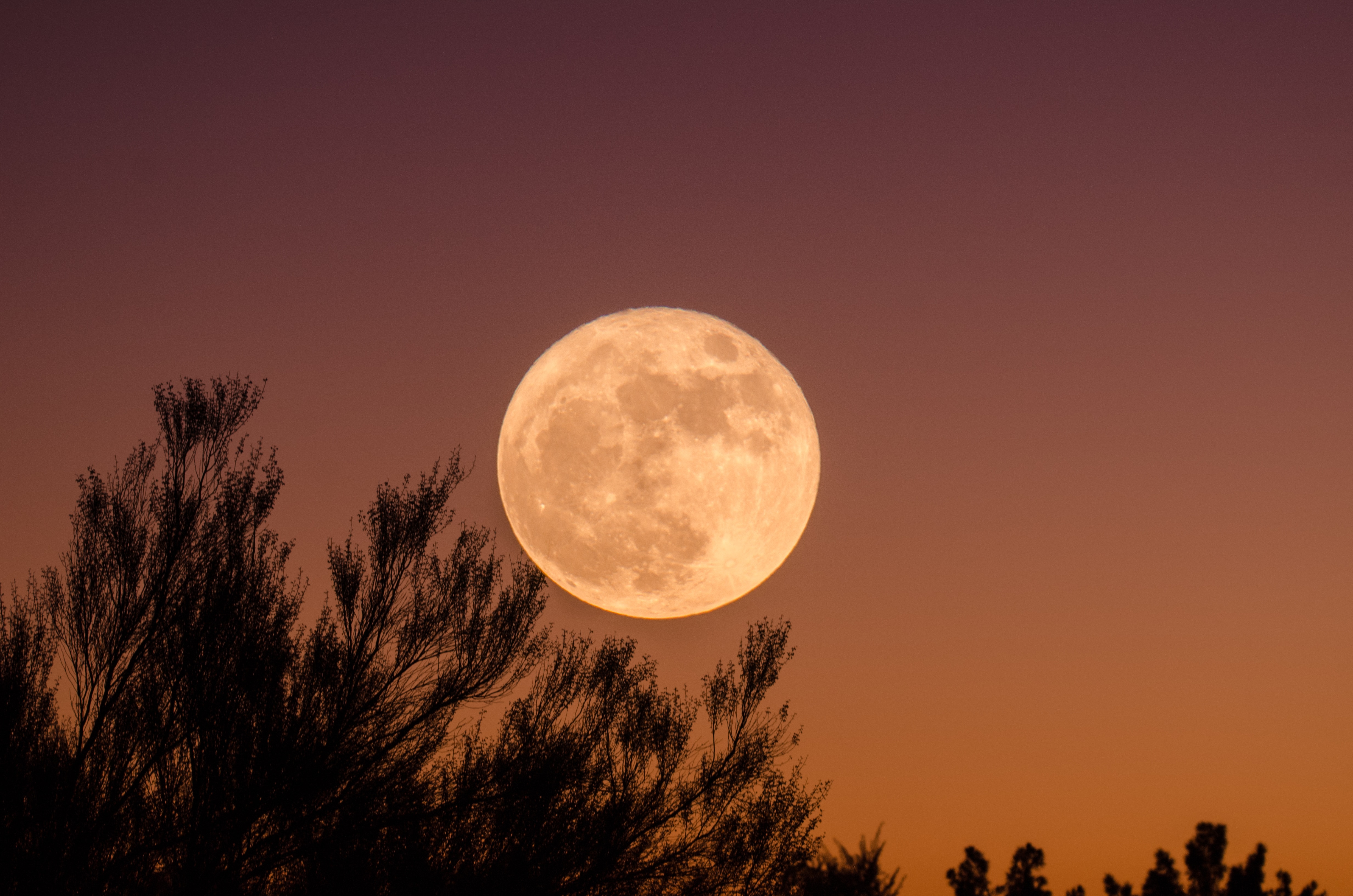 Full moon parasite detox support